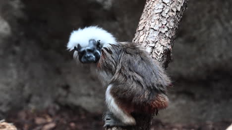 a-monkey-with-a-black-face-and-white-fur-on-top-the-head-is-on-a-branch-and-looks-around-him