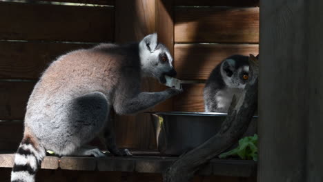 a-lemur-eats-cheese-from-a-metal-box-in-a-wooden-shelter-in-a-zoo