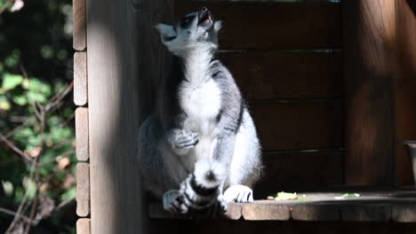 a-lemur-sits-on-the-edge-of-a-wooden-shelter-in-the-forest-of-a-zoo,-and-chews-food