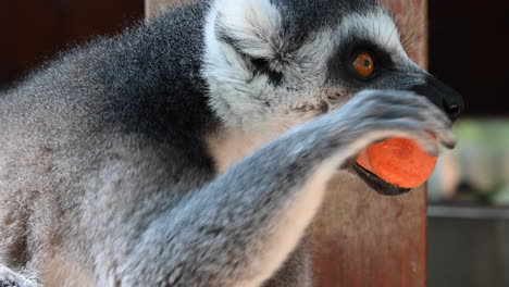 Ein-Lemur-Frisst-Und-Beißt-Mit-Den-Zähnen-In-Eine-Karotte,-Tierbeobachtung-In-Einem-Zoo