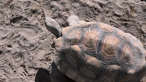 top-view-of-tortoise-walking-on-sand,-zoo-enclosure