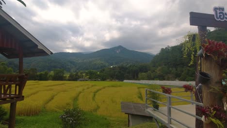 Beautiful-golden-rice-fields-with-mountains-in-distance