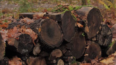 Wet-firewood-piled-up-in-a-pile
