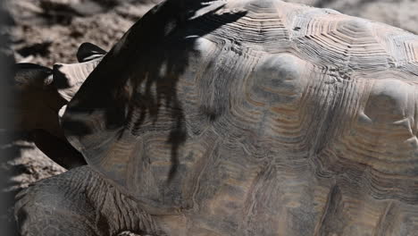 A-tortoise-walks-under-the-sun-in-a-zoo,-wildlife,-reptile