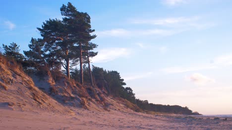 Idyllic-view-of-empty-Baltic-sea-coastline-with-pine-trees,-steep-white-sand-seashore-dunes-and-beach,-coastal-erosion,-climate-changes,-golden-hour-light,-wide-shot