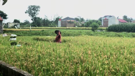 Bauer-Schneidet-Reispflanzen-Während-Der-Ernte-In-Java-Indonesien---Landwirtschaft