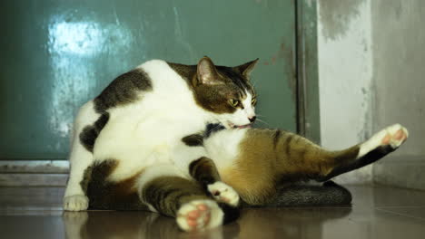 Katze-Leckt-Seinen-Körper-Und-Schwanz