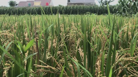 Beautiful-Asian-Green-Rice-Plants-In-Field---Agriculture,-Ecology