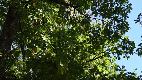Un-Lémur-Salta-De-árbol-En-árbol-En-Un-Bosque,-Parque-Turístico