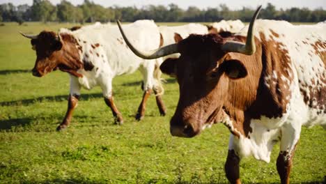 Slowmotion-tracking-shot-of-a-herd-of-brown-horned-cows-running-through-a-field