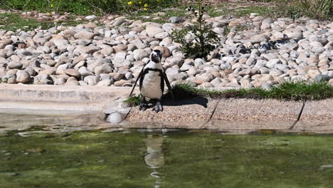 a-penguin-dives-into-the-water-of-a-pool-in-a-French-zoo