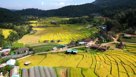 Unglaubliche-Drohnenlandschaft-über-Goldenen-Reisfeldern-In-Südostasien