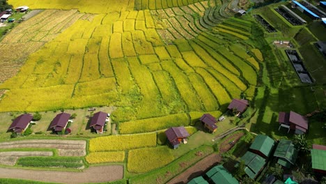 Atemberaubende-Luftkulisse-über-Traditionellen-Holzhäusern-Und-Goldenen-Reisfeldern