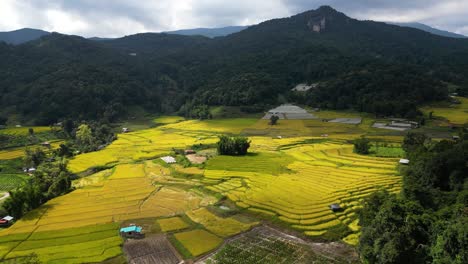 Stunning-scenery-at-golden-rice-fields-in-beautiful-nature-setting