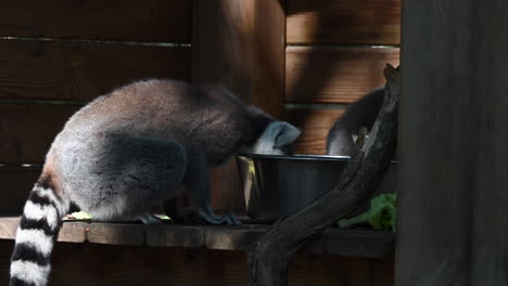 two-lemurs-rummage-in-a-metal-box-for-food-in-a-zoo