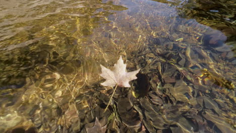 A-tree-leaf-floats-away-in-a-gentle-stream-in-Missouri-in-Autumn