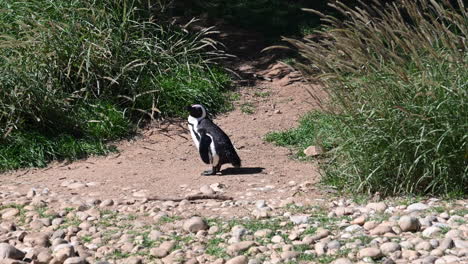 a-penguin-is-standing-on-dirt-near-tall-grass-in-a-zoo