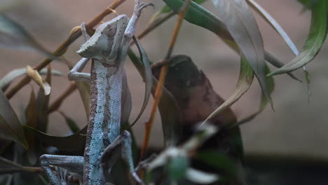 iguana-hangs-on-branches-in-a-zoo-terrarium,-wildlife,-reptile