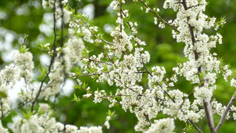 Ein-Kastanienseitiger-Waldsänger,-Der-Auf-Einem-Ast-Eines-Baums-Thront,-Der-Im-Frühling-Mit-Wunderschönen-Weißen-Kirschblüten-Bedeckt-Ist,-Kanada