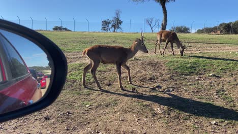 View-from-vehicle-of-two-deers-roaming-free-in-Safari-of-Madrid