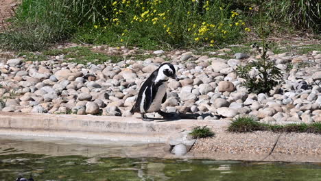 a-penguin-walks-swaying-at-the-edge-of-a-pool-of-water-in-a-zoo