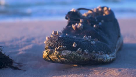 Old-shoe-covered-by-seashells-on-the-coast,-trash-and-waste-litter-on-an-empty-Baltic-sea-white-sand-beach,-environmental-pollution-problem,-golden-hour-light-on-evening,-handheld-closeup-shot