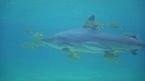Pilot-fish-golden-trevally-swimming-closely-next-to-the-bull-shark,-carcharhinus-leucas-to-hide-away-from-the-predators-and-eat-the-parasites-for-the-shark,-mutual-beneficial-relationship