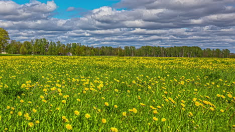 Timelapse-View-Of-Rolling-Clouds-Against-Blue-Skies-Going-Over-Yellow-Daisy-On-Grassland