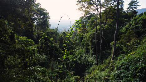 Selva-Tropical-Profunda-Con-Sol-Naciente-En-El-Horizonte,-Vista-En-Movimiento