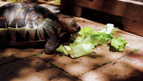 Winkelschildkröte-Mit-Unersättlichem-Appetit,-Der-Salat-Frisst