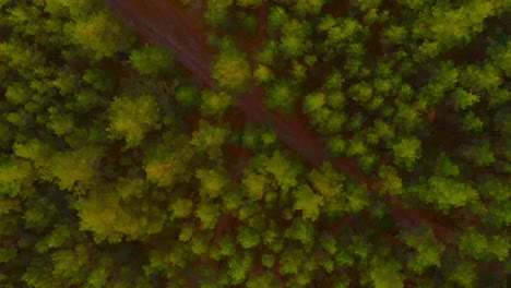 Colorful-green-pine-tree-forest,-aerial-downwards-view