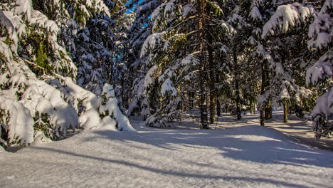Zeitraffer-Eines-Kiefernwaldes-Unter-Einer-Weißen-Schneedecke-Irgendwo-In-Lettland