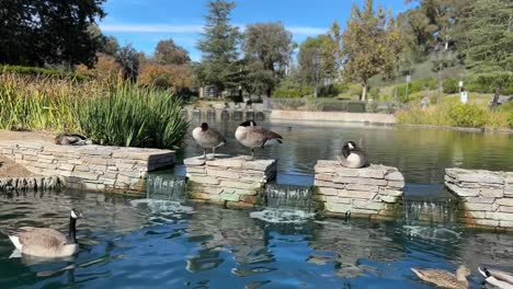 Mallard-ducks-and-Canada-Geese-at-Bridgeport-Marketplace-Lake-in-Valencia,-California