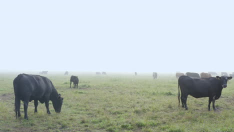 Vacas-Pastando-En-Un-Campo-De-Hierba-Cubierto-De-Niebla