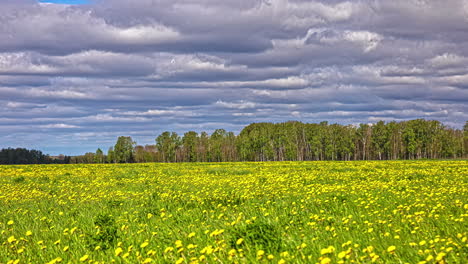 Timelapse-View-Of-Rolling-Clouds-Against-Blue-Skies-Going-Over-Rapeseed-Field