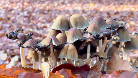 Small-Mushrooms-in-European-Forest-Almost-Hidden-under-Bed-of-Leaves