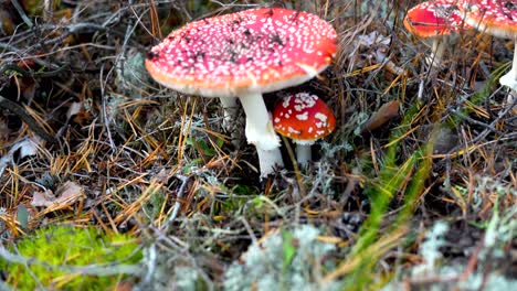 Close-Up-Shot-Of-Fly-Agaric-Mushroom-Known-Also-As-Fly-Amanita,-Letonia