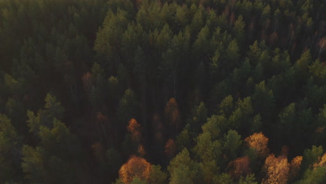 Coniferous-forest-and-swamp-in-sunset-from-birdseye-view