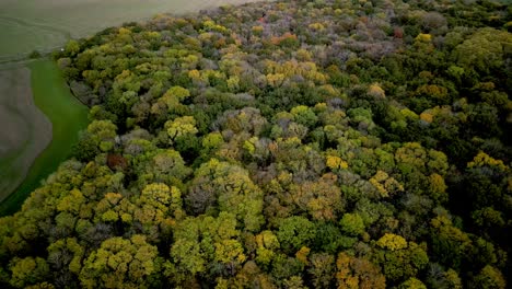 Luftdrohnenschuh-Eines-Englischen-Waldes-Im-Herbst