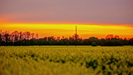 Goldener-Orangefarbener-Sonnenuntergangshimmel-über-Rapssamenfeld-Am-Abend
