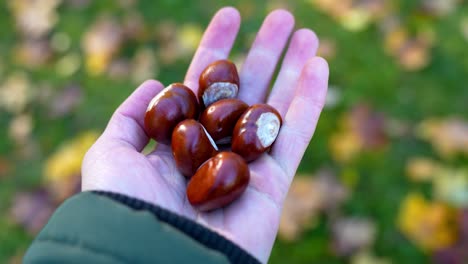 Pile-of-chestnuts-in-person-hand,-autumn-leaves-background