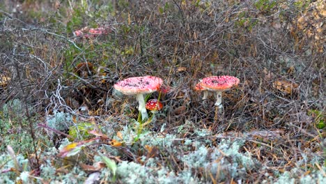 Sliding-handheld-shot-of-Toxic-red-death-cap-mushroom-at-nature-park-field