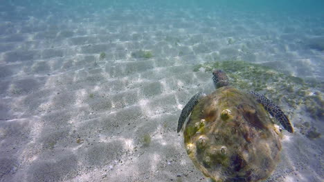 Kleine-Meeresschildkröte,-Die-Im-Ozean-Schwimmt