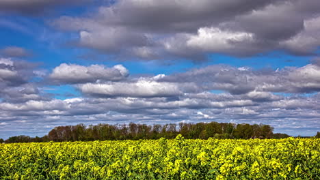 Zeitrafferansicht-Von-Rollenden-Wolken-Vor-Blauem-Himmel,-Die-über-Ein-Rapsfeld-Gehen