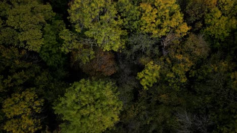 Aerial-Downward-Sideways-Drone-Shot-of-An-English-Wood-In-Nature-In-Autumn