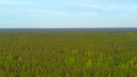Panoramic-View-Of-Super-Wide-Forest-Green-Landscape-Under-Blue-Sky