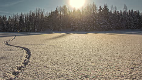 Timelapse-Of-Winter-Sun-Moving-Above-Snow-Covered-Tree-Line