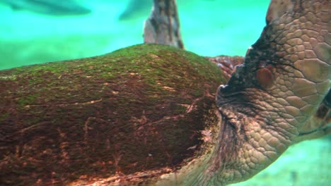 Oceanic-turtle-species,-adult-loggerhead-sea-turtle,-caretta-caretta,-slow-motion-gliding-and-swimming-under-the-water,-marine-reptile-close-up-shot