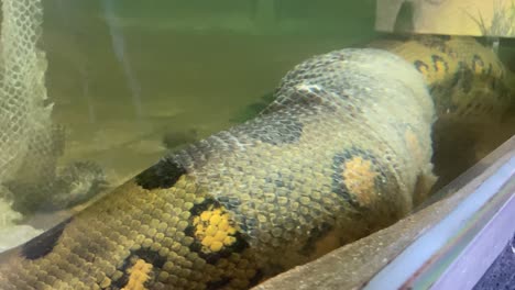 Close-up-of-large-anaconda-molting-inside-a-glazed-zoo-enclosure