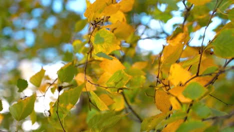 Golden-color-autumn-birch-tree-leaves-swinging-on-sunny-windy-day
